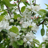 Яблоня (Malus) Джон Доуни 200-250 С10 РСав/24