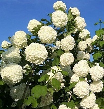 Основное изображение товара