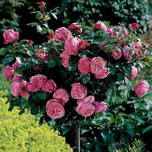 Основное изображение товара