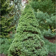 Ель сизая 
