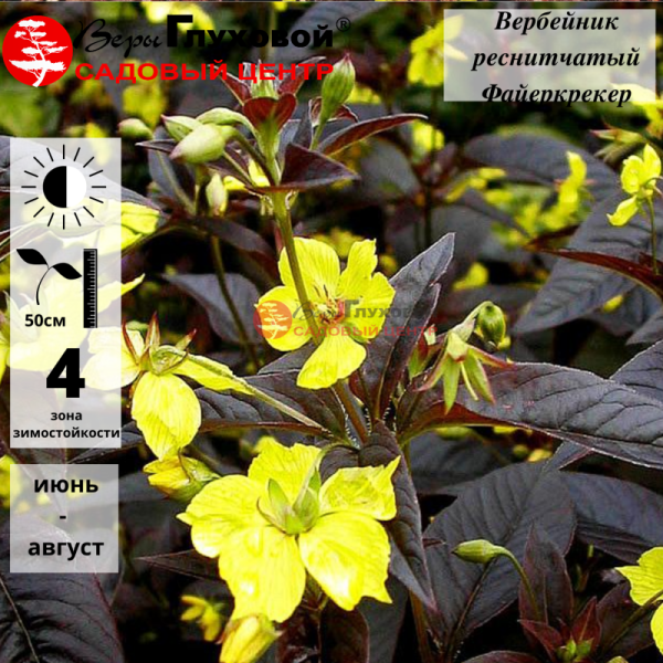 Основное изображение товара