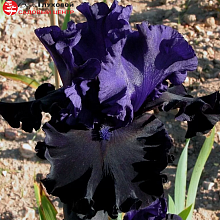 Основное изображение товара