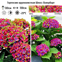 Основное изображение товара