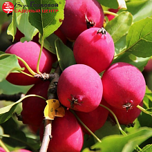 Основное изображение товара