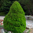 Ель сизая 