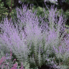 Перовския гибридная (Perovskia аtriplicifolia) Литтл Спайр С3 СП/24