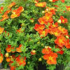 Лапчатка кустарниковая (Potentilla fruticosa) Оранж Стар С3 СП/24