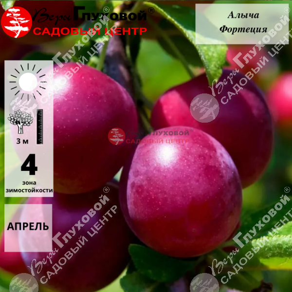 Алыча "Фортеция" на фото