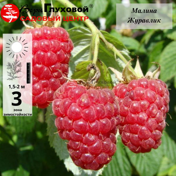 Малина Журавлик (среднего срока созревания)