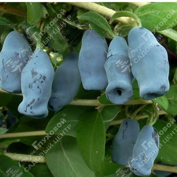 Жимолость "Югана" на фото