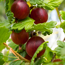 Основное изображение товара