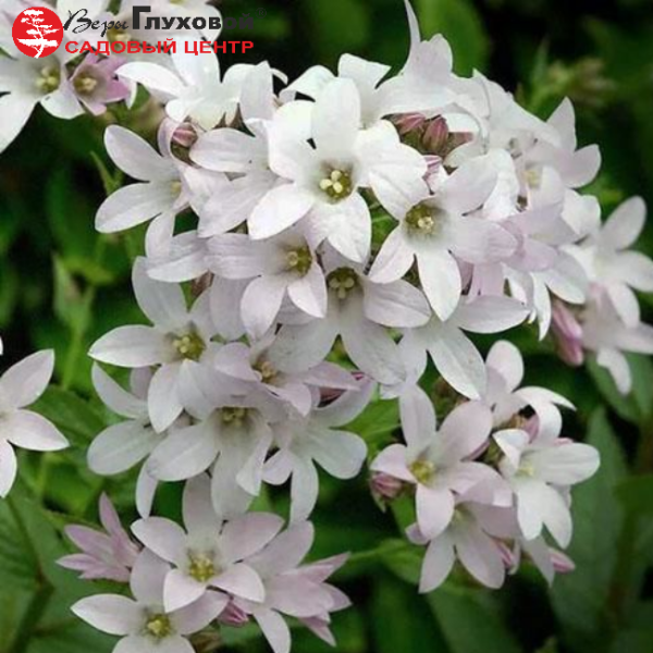 Основное изображение товара