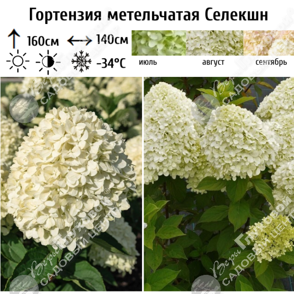 Гортензия метельчатая "Селекшн" на фото