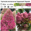 Гортензия метельчатая (Hydrangea paniculata) Гарденлайт Редлайт С7,5 СП/26