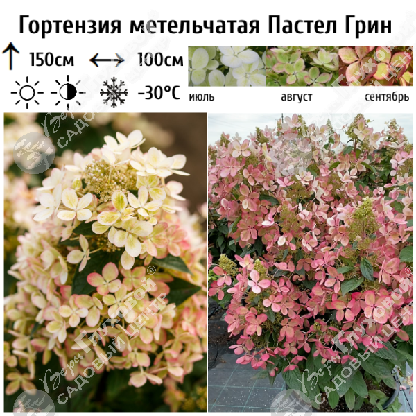 Гортензия метельчатая "Пастел Грин" на фото