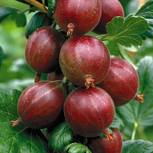 Основное изображение товара