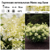 Гортензия метельчатая (Hydrangea paniculata) Милк Энд Хани  С2 СП/26