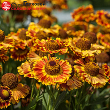 Основное изображение товара