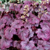 Гейхера гибридная (Heuchera x hybrida) Плюм Роял С2 СП/25
