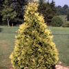 Туя западная (Thuja occidentalis) Санкист С3 СП/25