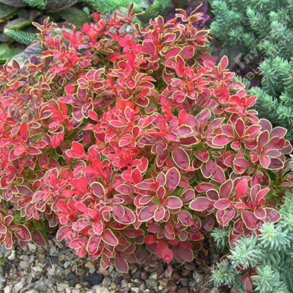 Барбарис Тунберга "Адмирейшн" на фото